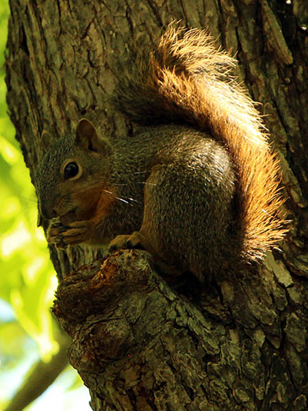 This juvenile Fox Squirrel is enjoying a nut.