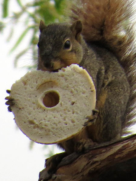 Fox Squirrel - The Most Important Meal of the Day