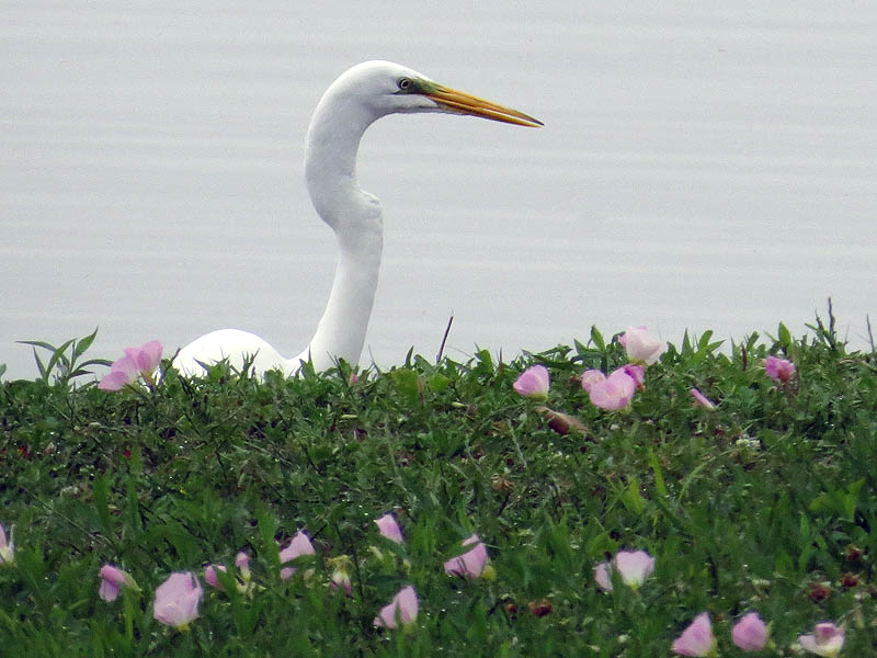 Great Egret - Looking Over