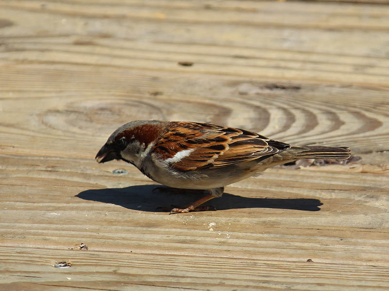 House Sparrow - Seed Eater
