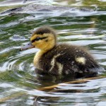 Mallard - Alone