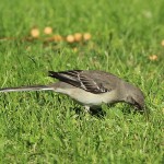 Northern Mockingbird - Seedpod