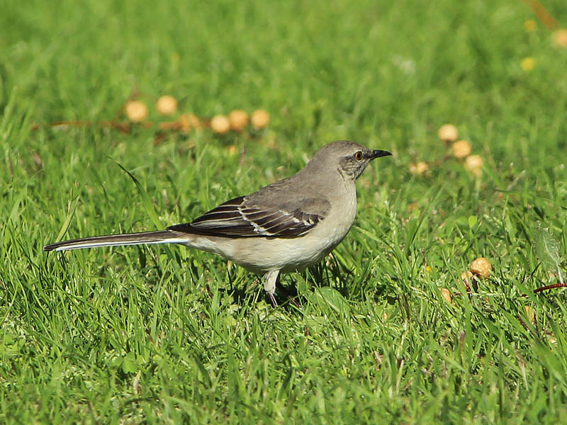 Northern Mockingbird - Seedpod
