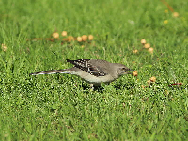 Northern Mockingbird - Seedpod