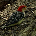 Red-bellied Woodpecker - Interaction