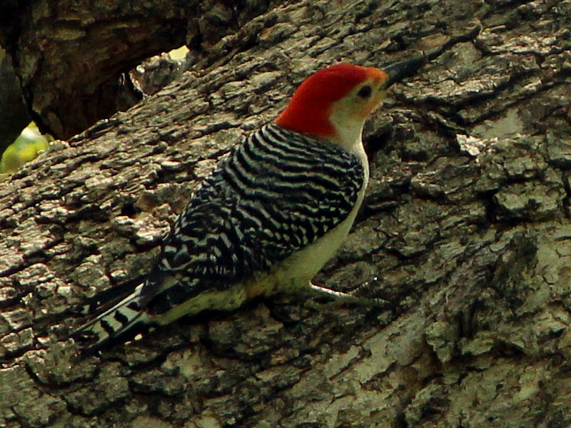 Red-bellied Woodpecker - Interaction
