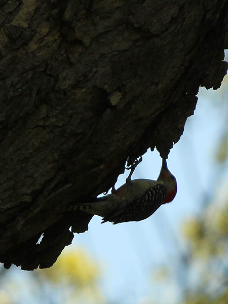 Red-bellied Woodpecker - Interaction