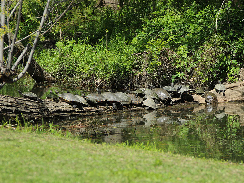 Red-eared Slider - Lake Party