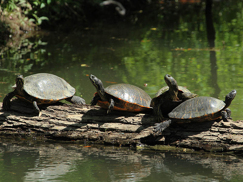 Red-eared Slider - Lake Party
