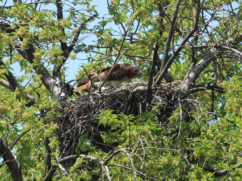 The female hawk at the nest.
