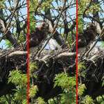 Red-tailed Hawk – Baylor Nest Update 10