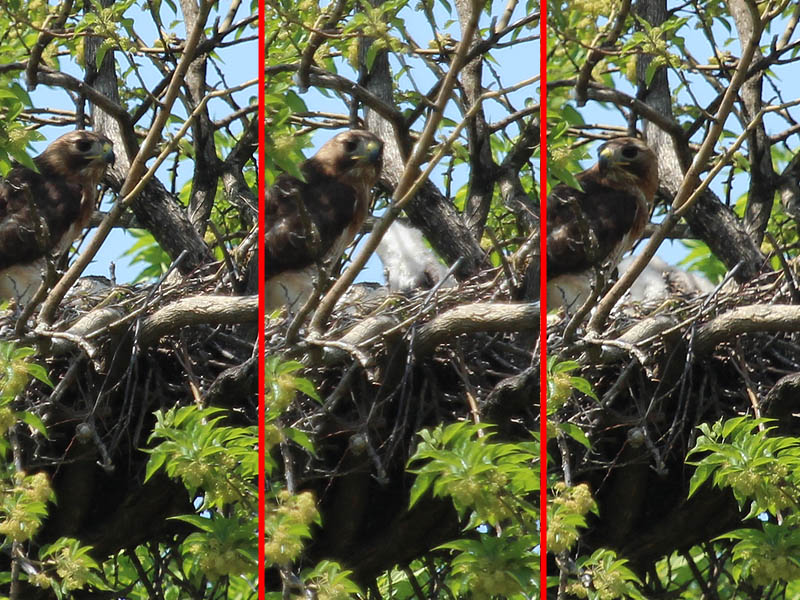 Then there was a great deal of movement coming from inside the dish of the nest.