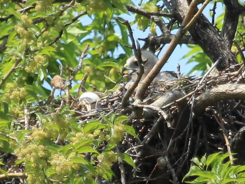 Here the young hawk is manipulating a twig with his beak.  Note the egg shell on the rim of the nest in front of him.