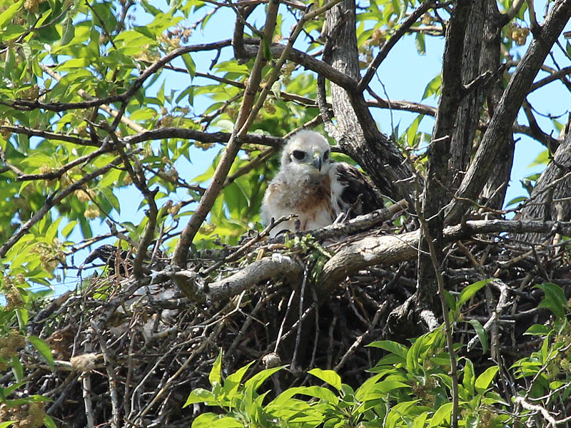 Red-tailed Hawk - Baylor Nest Update 11