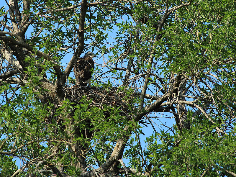 Red-tailed Hawk - Baylor Nest Update 12