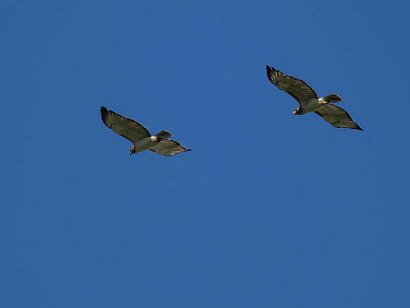 The paler and slightly smaller hawk on the left is the male.  Mom is on the right.