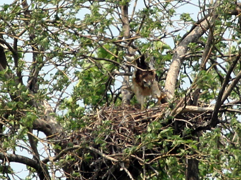 Red-tailed Hawk – Baylor Nest Update 13