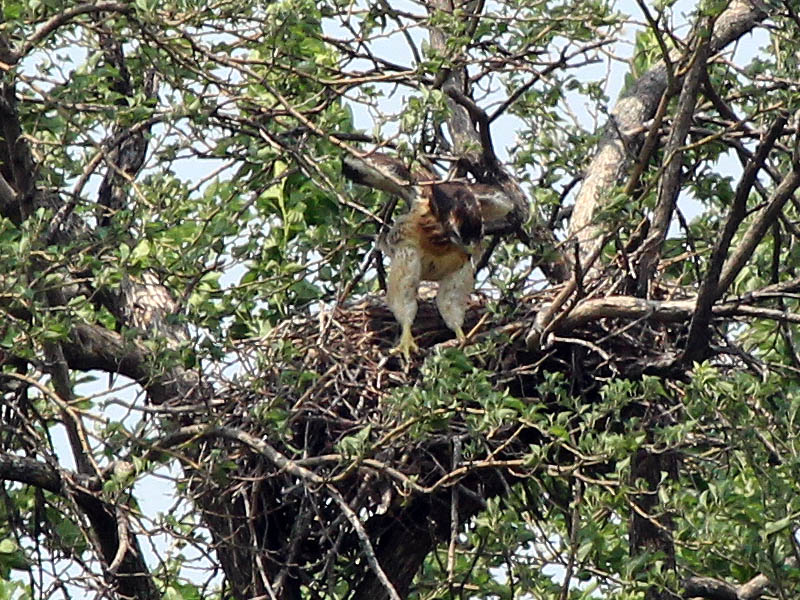 Red-tailed Hawk – Baylor Nest Update 13