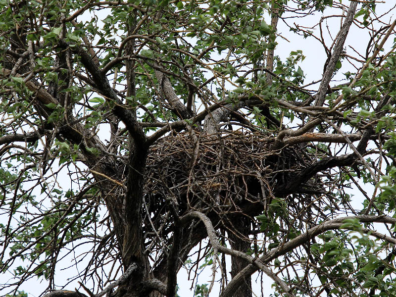 Red-tailed Hawk - Baylor Nest Update: The Last