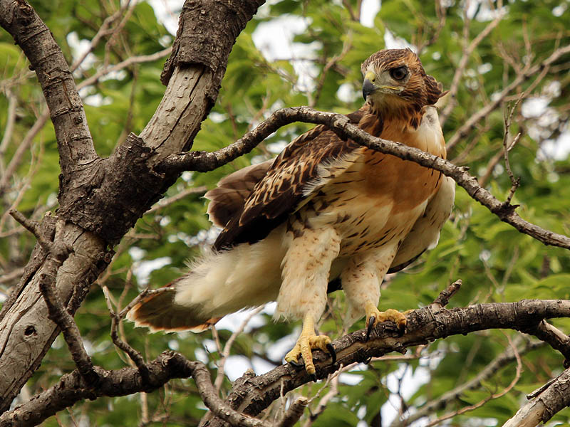 Red-tailed Hawk - Baylor Nest Update: The Last