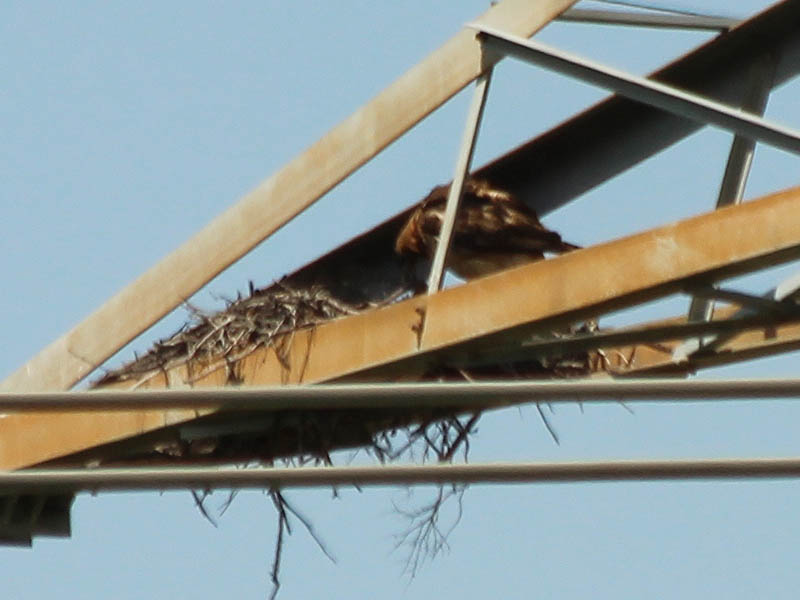 Red-tailed Hawk - Transmission Tower