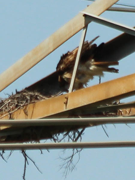 Red-tailed Hawk - Transmission Tower