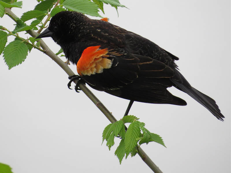 Red-winged Blackbird - White Rock Lake