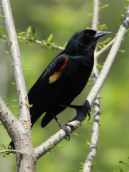 Red-winged Blackbird - Domain