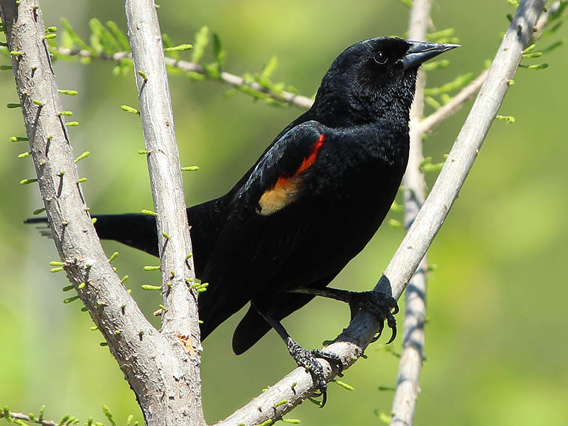 Red-winged Blackbird - Domain