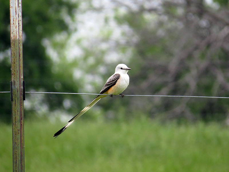 Scissor-tailed Flycatcher - Summer Will Be Here Soonscissore-tailedflycatcher-summerwillbeheresoon-001