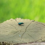 Six-spotted Tiger Beetle - Tree Stumps