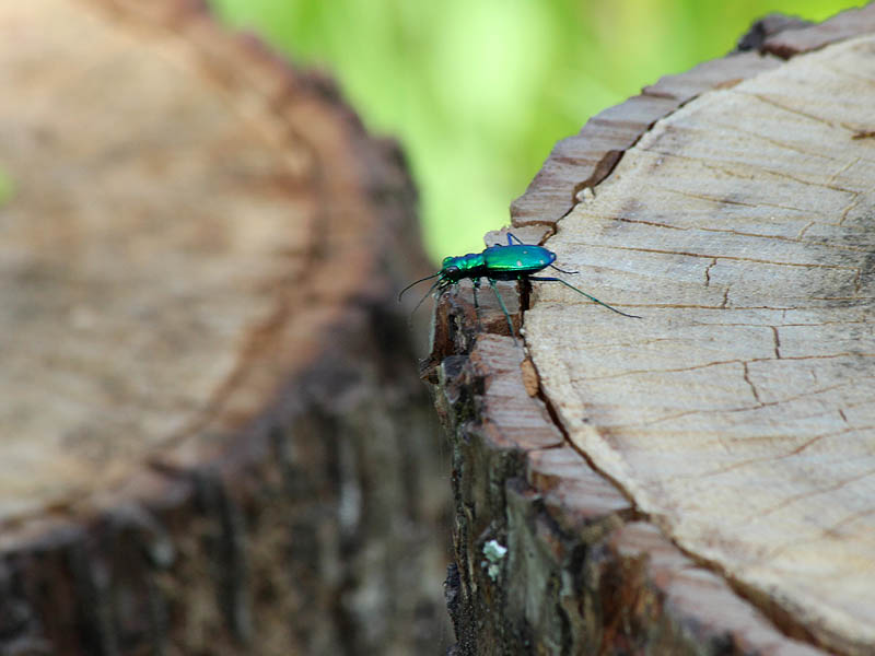 Six-spotted Tiger Beetle - Tree Stumps