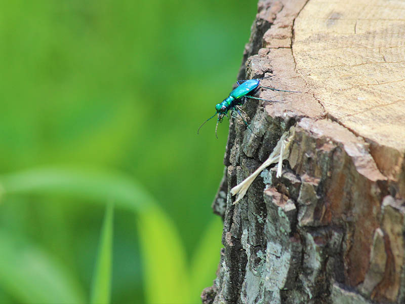 Six-spotted Tiger Beetle - Tree Stumps