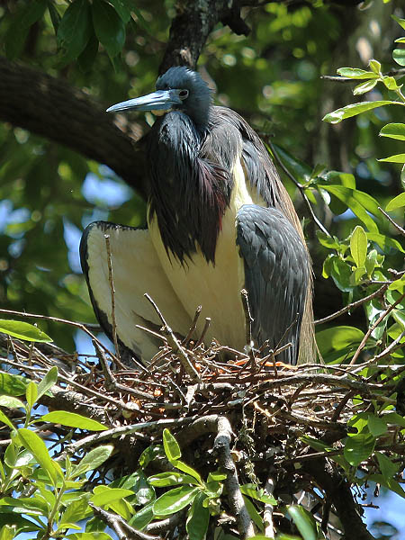 Tricolored Heron - UTSWMC Nest Update 2