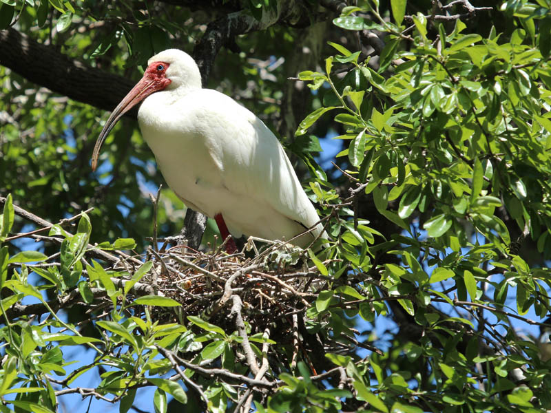 Tricolored Heron – UTSWMC Nest Update 3