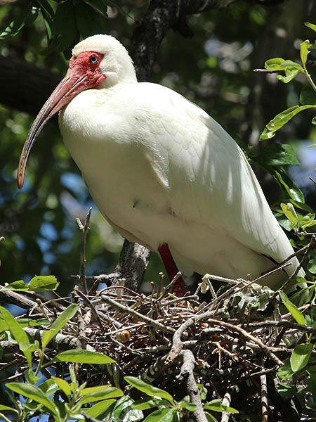 Tricolored Heron – UTSWMC Nest Update 3