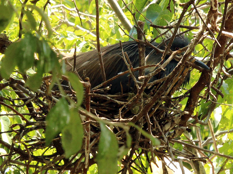 Tricolored Heron– UTSWMV Nest Update 5