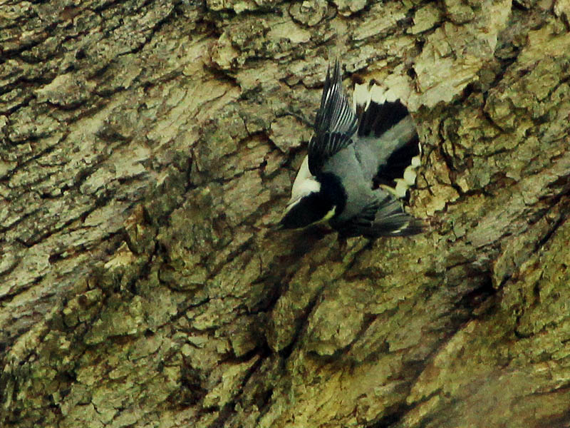 White-breasted Nuthatch - Bug Collecting