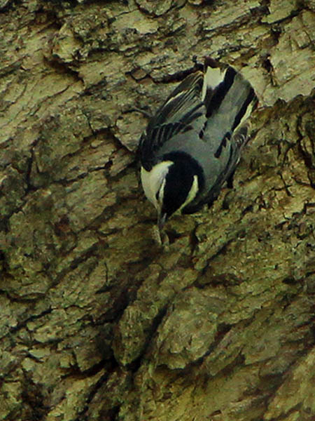 White-breasted Nuthatch - Bug Collecting