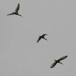 White Ibis - Flying Wedge