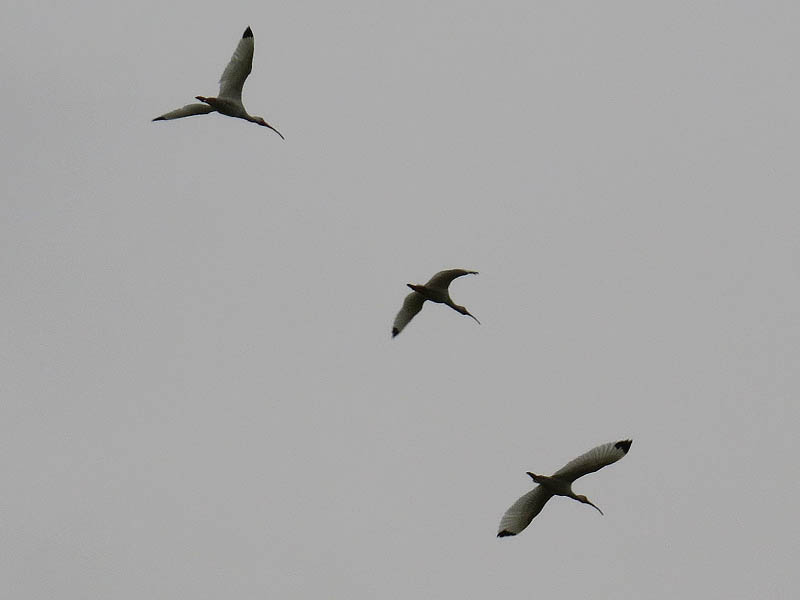 White Ibis - Flying Wedge