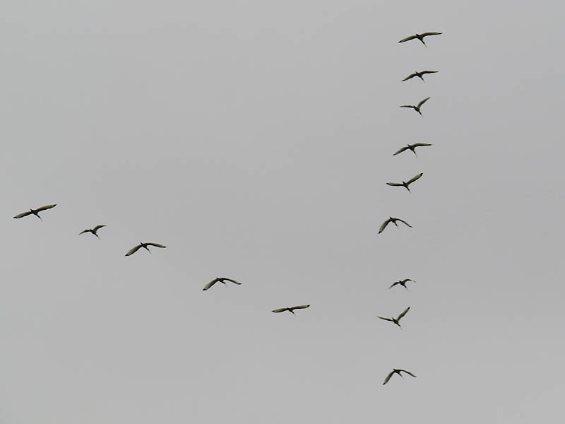 White Ibis - Flying Wedge