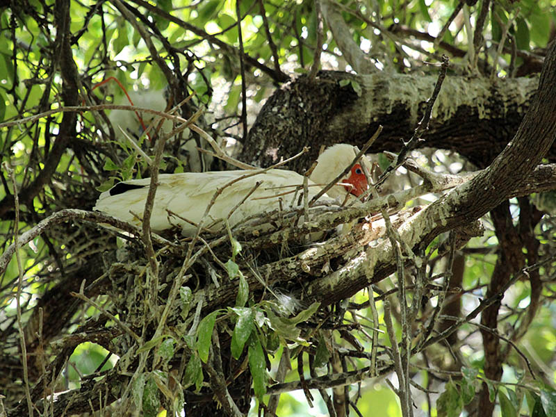 White Ibis - UTSWMC Nest Update 4