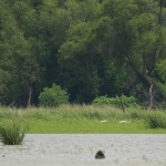 Whooping Crane - Week Four