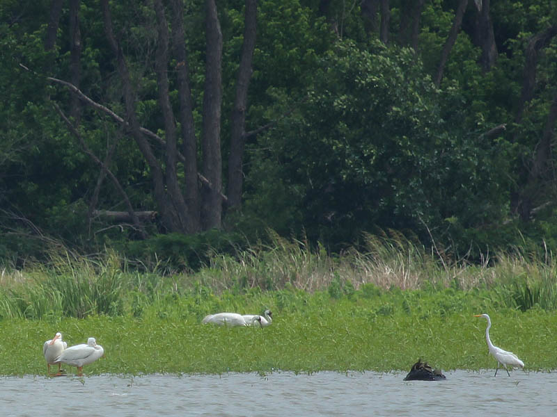 Here the cranes (center) are passing by a pair of American White Pelicans (left) and a Great Egret (right).