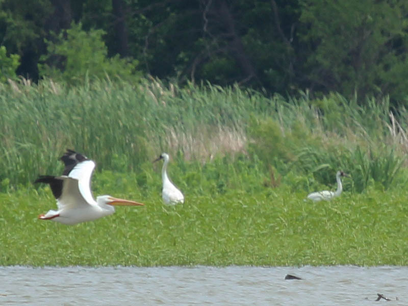 An American White Pelican flies by as the Whooping Cranes forage in the shallow water and vegetation along the shore.