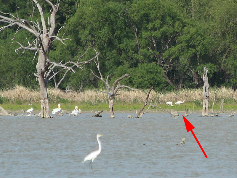 Here the Whooping Cranes (indicated  with the arrow) pass by a group of American White Pelicans near the shore and a Great Egret in the foreground.