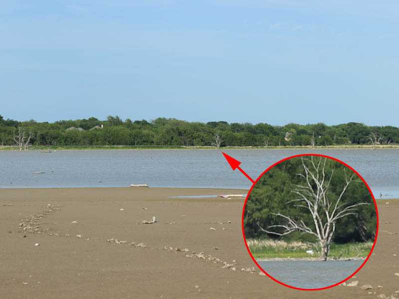 This picture gives some context.  The cranes are under the tree indicated with the red arrow.