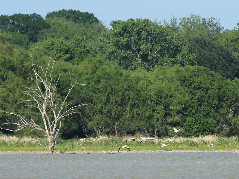 A group of American White Pelicans flies by the Whooping Cranes as they forage along the shore.