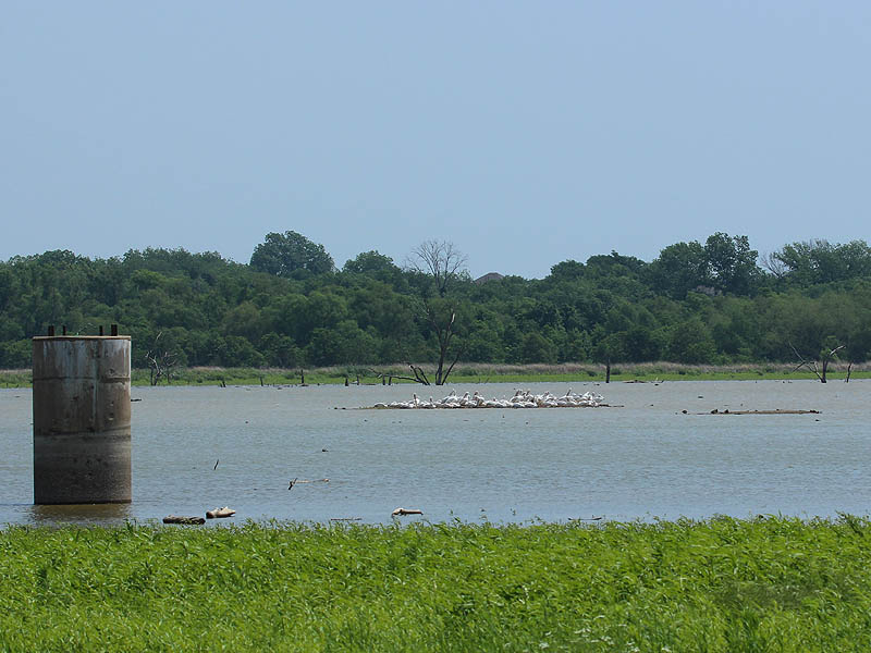 American White Pelicans congregate on the small islands near the north end of the lake.